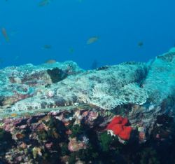 Crocodile fish taken with Olympus C60 and epoque strobe. by Nikki Van Veelen 